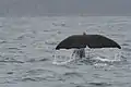 Un grand cachalot vu d'un bateau d'observation des balienes au large de Kaikoura