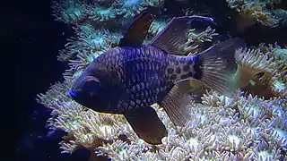 Adulte Aquarium du palais de la Porte Dorée