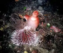 Sphaerechinus granularis peut vivre très profond.