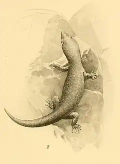 Description de l'image Sphaerodactylus argivus 01-Barbour 1921.jpg.