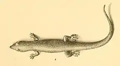 Description de l'image Sphaerodactylus cinereus 01-Barbour 1921.jpg.