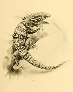 Description de l'image Sphaerodactylus copei 01-Barbour 1921.jpg.