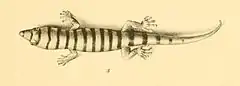 Description de l'image Sphaerodactylus elegans 01-Barbour 1921.jpg.