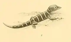 Description de l'image Sphaerodactylus elegantulus 01-Barbour 1921.jpg.