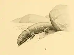 Description de l'image Sphaerodactylus gilvitorques 01-Barbour 1921.jpg.