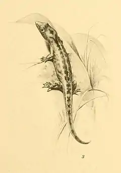 Description de l'image Sphaerodactylus goniorhynchus 01-Barbour 1921.jpg.