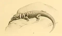 Description de l'image Sphaerodactylus intermedius 01-Barbour 1921.jpg.