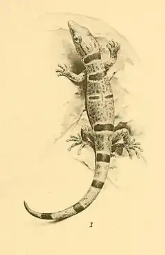 Description de l'image Sphaerodactylus lineolatus 01-Barbour 1921.jpg.