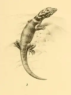 Description de l'image Sphaerodactylus microlepis 01-Barbour 1921.jpg.