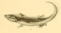 Description de l'image Sphaerodactylus notatus 01-Barbour 1921.jpg.