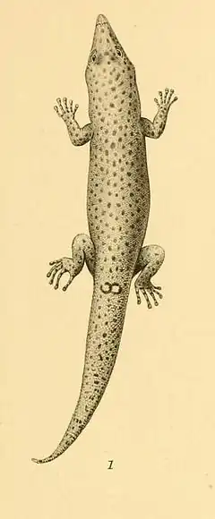 Description de l'image Sphaerodactylus oxyrhinus 01-Barbour 1921.jpg.