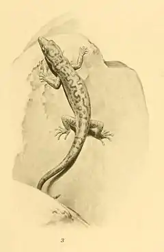 Description de l'image Sphaerodactylus pacificus 01-Barbour 1921.jpg.