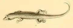 Description de l'image Sphaerodactylus scaber 01-Barbour 1921.jpg.