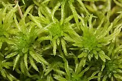 Description de l'image Sphagnum riparium (b, 145622-482723) 0139.JPG.