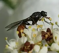 Sphegina sibirica.