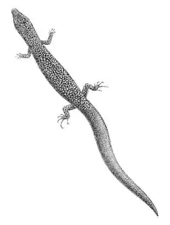 Description de l'image Sphenomorphus loriae 1897.jpg.
