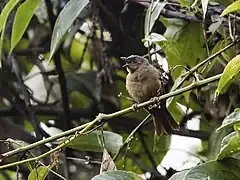 Description de l'image Sphenopsis ochracea - Western Hemispingus (cropped).jpg.