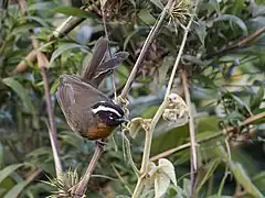 Description de l'image Sphenopsis piurae - Piura Hemispingus (cropped).jpg.