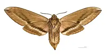 ♀ △ MHNT