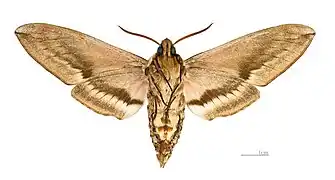 ♂ △ MHNT