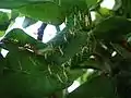 Sphodromantis viridis nymphes, chacune de 4 mm, à peine écloses de leur oothèque