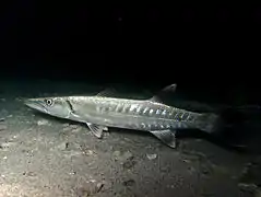 Un jeune barracuda (Sphyraena barracuda) de nuit