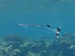 Un barracuda (Sphyraena barracuda)