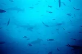 Requins-marteaux et autres poissons sur l'île Wolf.