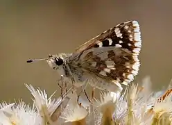 Spialia phlomidis