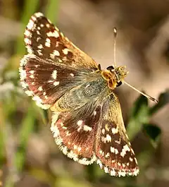 Spialia sertorius  (Hoffmannsegg, 1804)