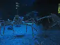 Crabes araignées géants