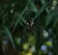 Araignée Nephila