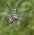 Orthetrum sabina, mangée par une araignée