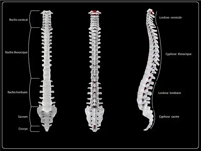 Les niveaux et les courbures du rachis