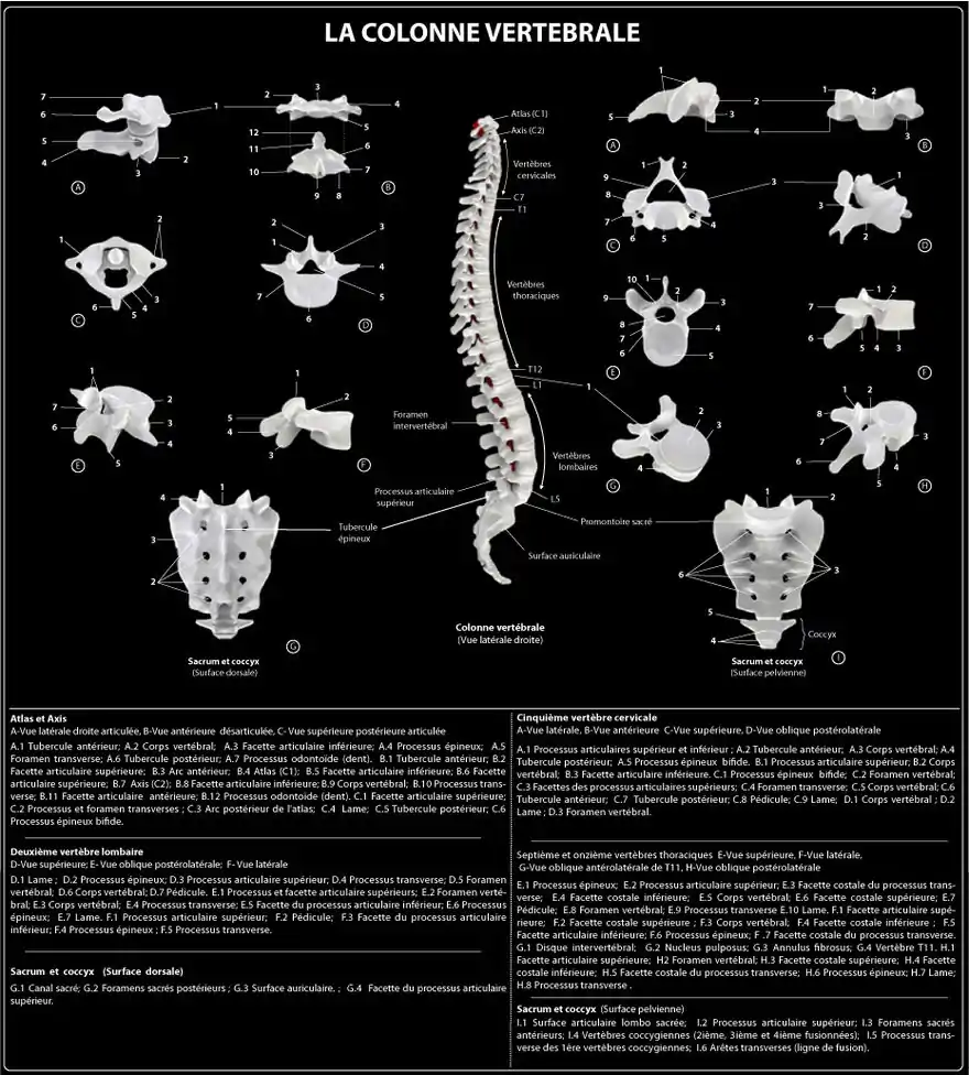 La colonne vertébrale