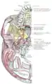 Surface inférieure de la base du crâne. L'épine de l'os sphénoïde est marquée d'un cercle noir.
