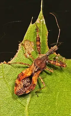 Description de l'image Spined Assassin Bug - Sinea diadema, Julie Metz Wetlands, Woodbridge, Virginia.jpg.