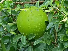 Fruit vert