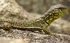 Description de l'image Spiny Whorltail Iguana, Machu Picchu.jpg.