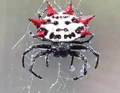 Description de l'image Spiny backed orbweaver spider.jpg.