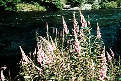 Description de l'image Spiraea tomentosa.jpg.