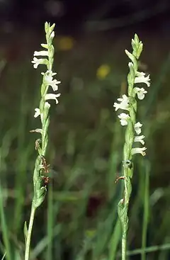 Spiranthe d'été(Spiranthes aestivalis).