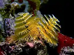 Spirobranchus giganteus, un polychète marin sédentaire (sabellidien) (seuls les organes filtreurs sont visibles)