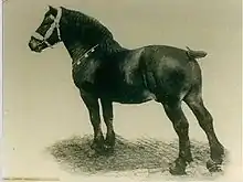 Photographie d'un cheval de profil à la robe sombre.