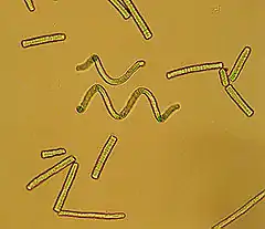 Spirulina sp. au microscope (Pseudanabaenaceae).