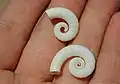 Spirula spirula