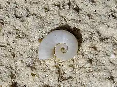 Une coquille de spirule (Spirula spirula)