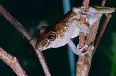 Description de l'image Spix's Snouted Treefrog (Scinax nebulosus) (14095423325).jpg.