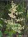 Inflorescence de Spondias mombin.