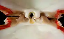 Charnière d'un bivalve, avec les dents imbriquées les unes dans les autres rattachant les deux coquilles